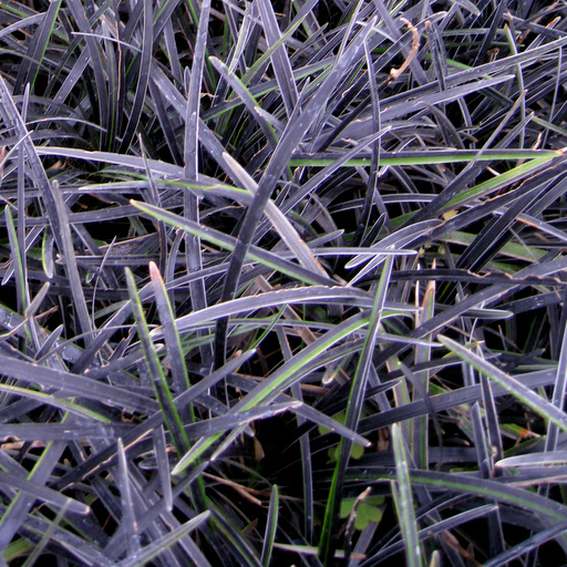 Ophiopogon planiscapa nigrescens 'Edge of Night'